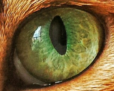 MIRAR, VER, OBSERVAR, SENTIR, OPINAR